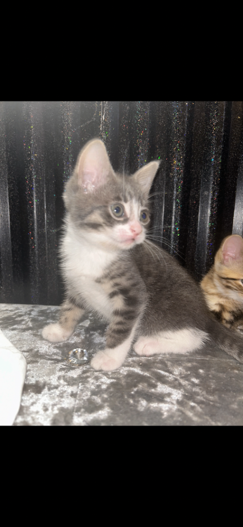STUNNING FEMALE SILVER/GREY BENGAL CROSS KITTEN WITH GHOST MARKINGS