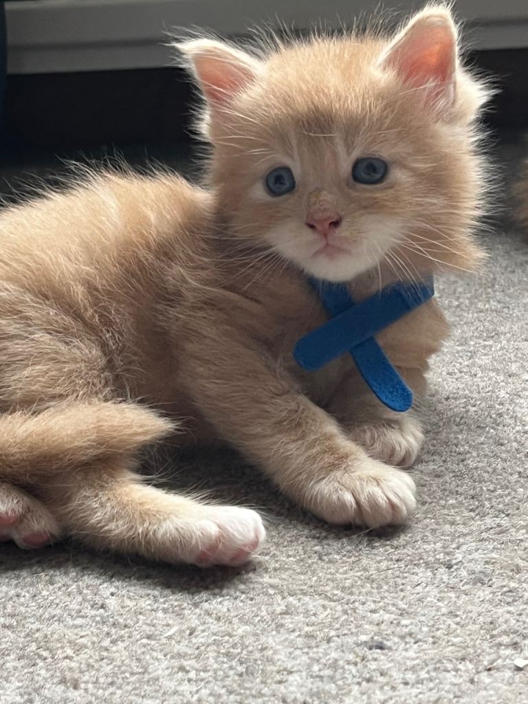 Stunning Maine Coon Kittens 
