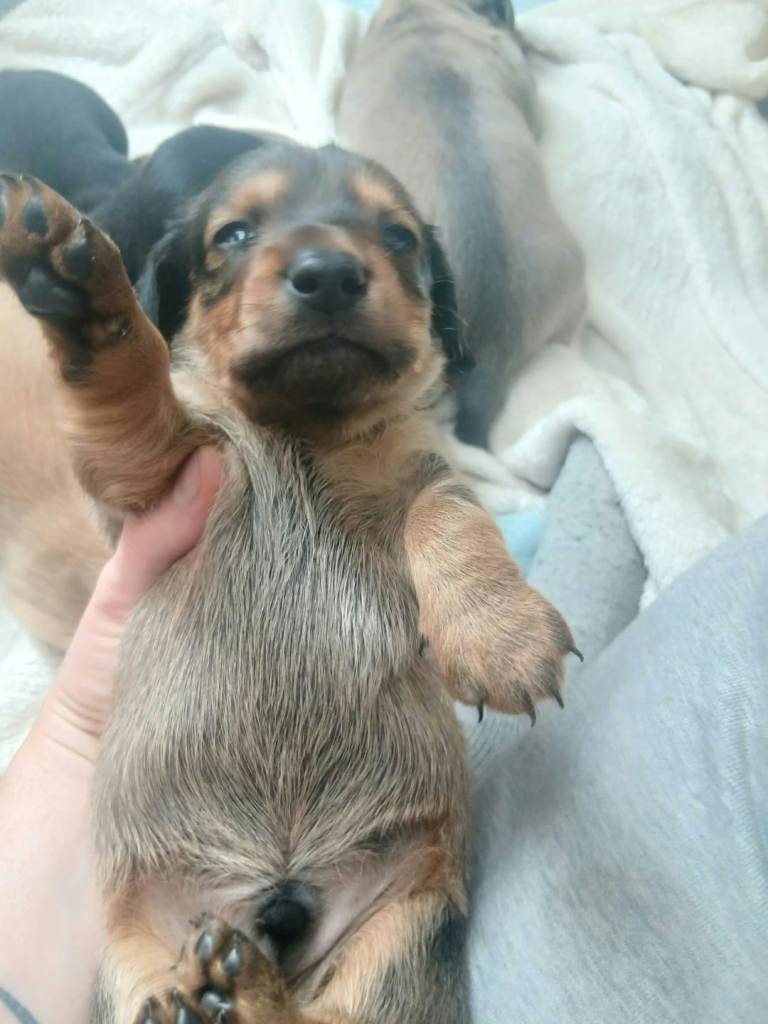 Chiweenie 