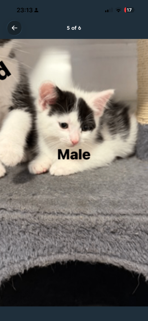 Kittens 