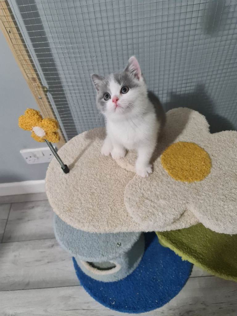 British shorthair kittens 