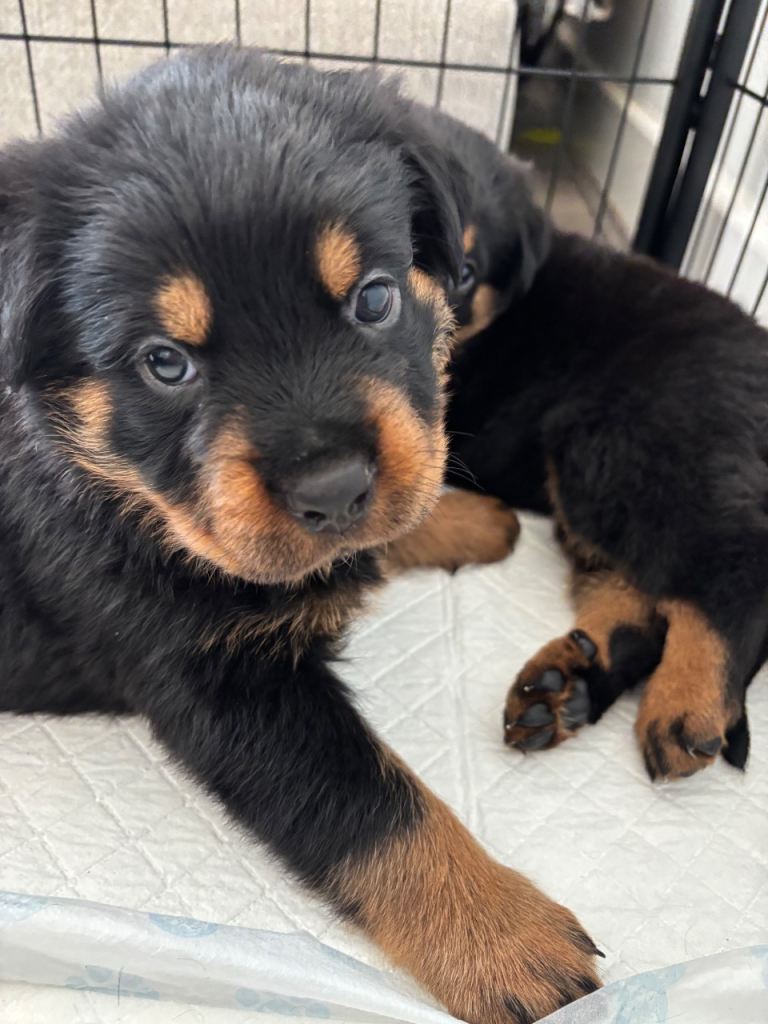 Rottweiler Puppies