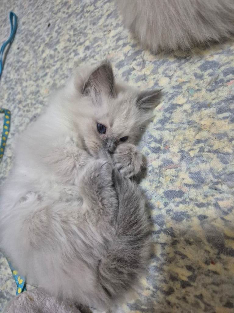 Pure ragdoll male kittens