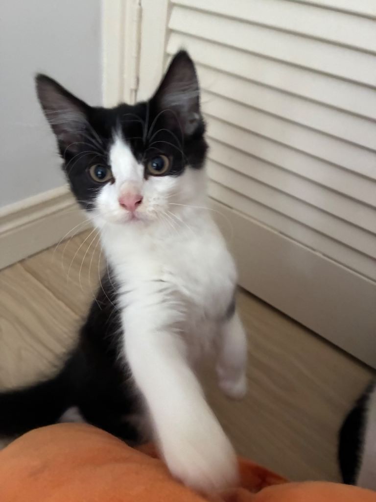 Four 12 week old kittens for sale