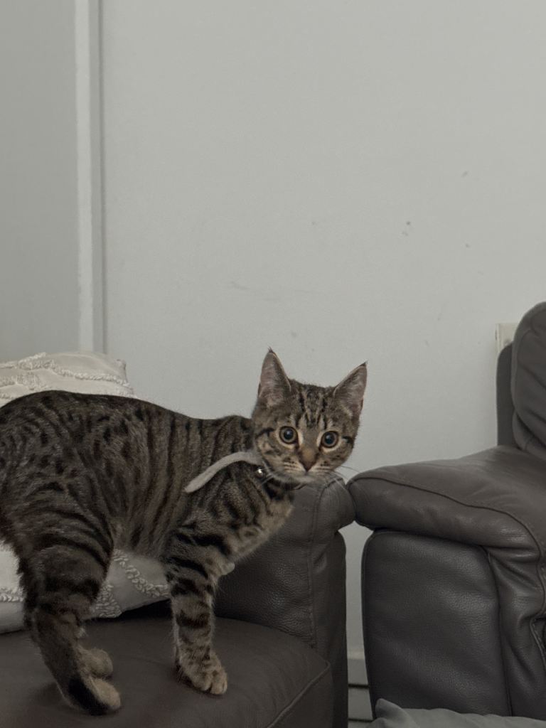 Tabby kitten