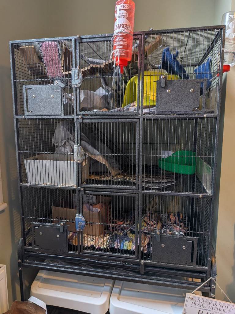 Rat Cage