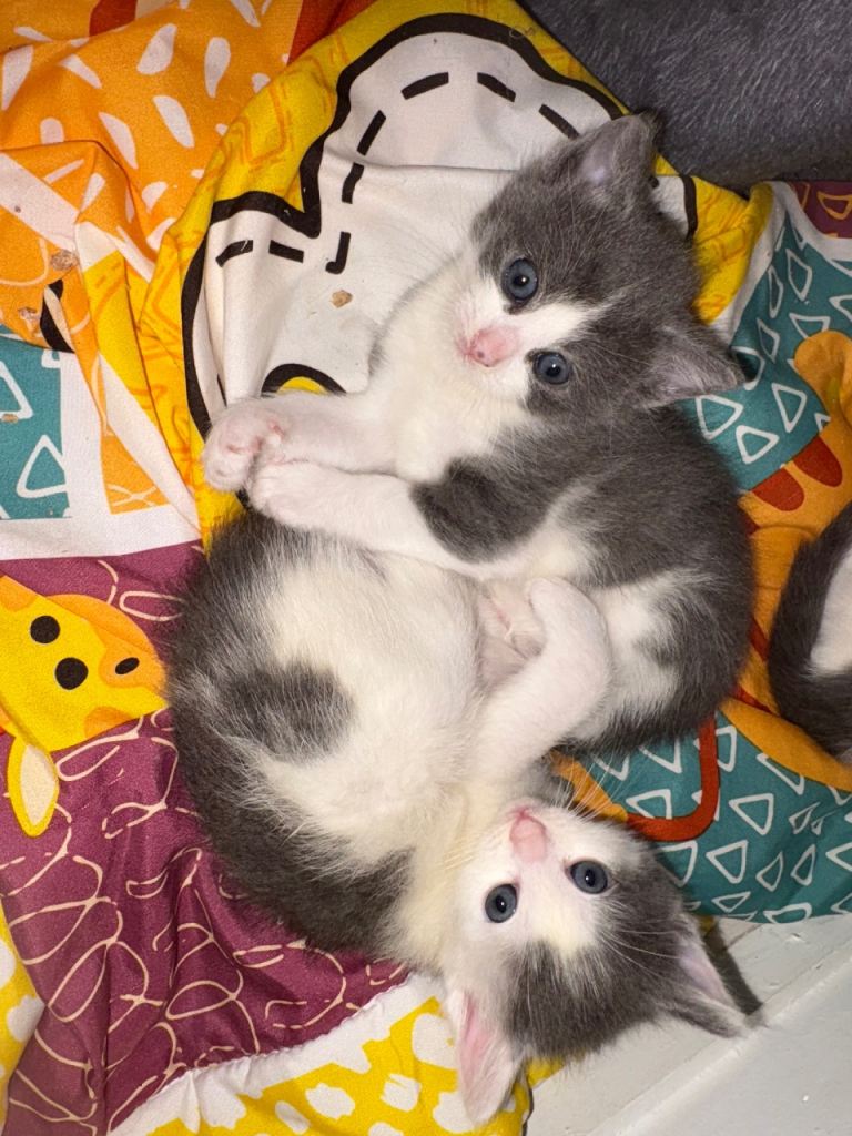Ragdoll X Kittens 