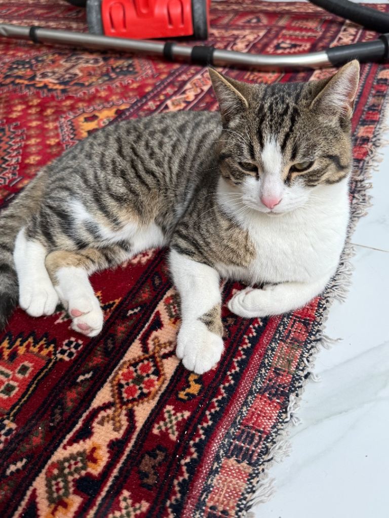 five month old half Bengal kitten