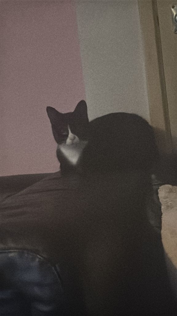 Two female house cats 4 years old