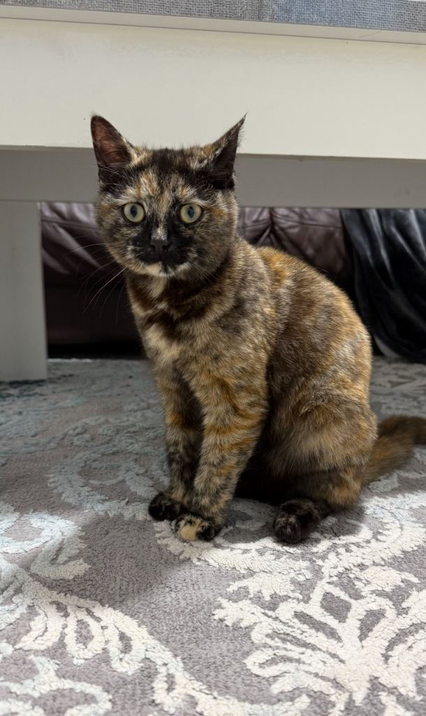 Beautiful mix breed short hair and ragdoll Tortoiseshell Cat