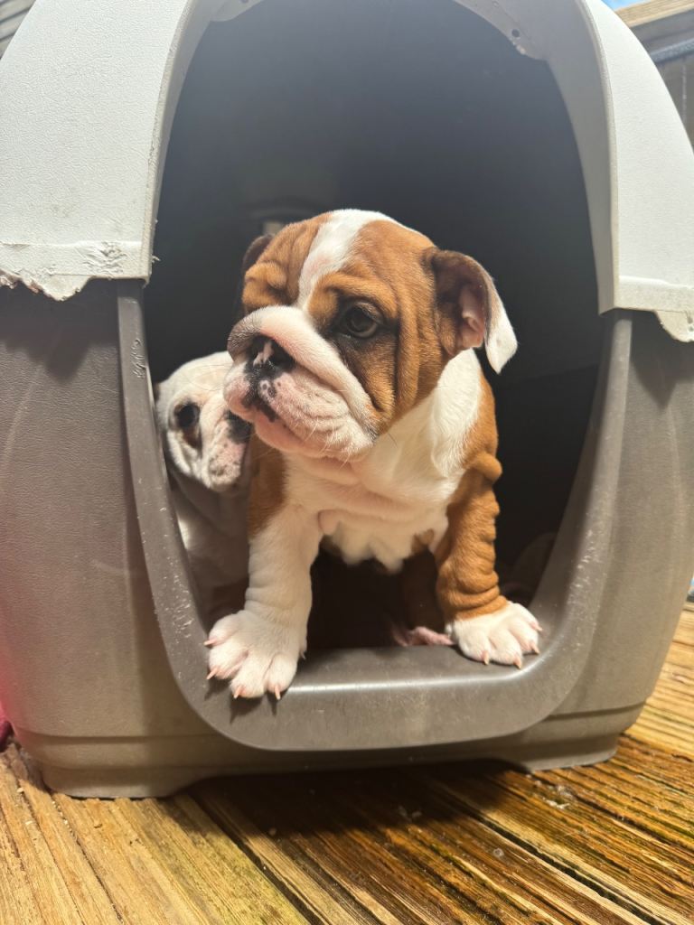 Beautifully bred pedigree female English bulldogs