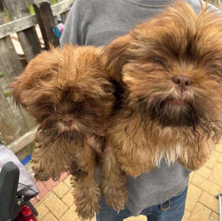 2 male chocolate brown shihtzu puppies 