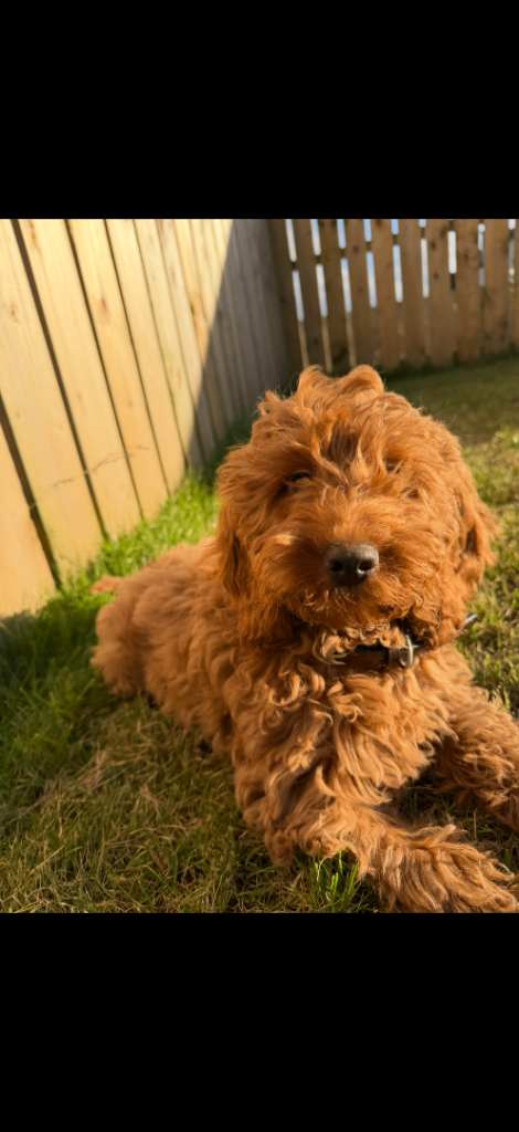 Cockapoo Male Pup