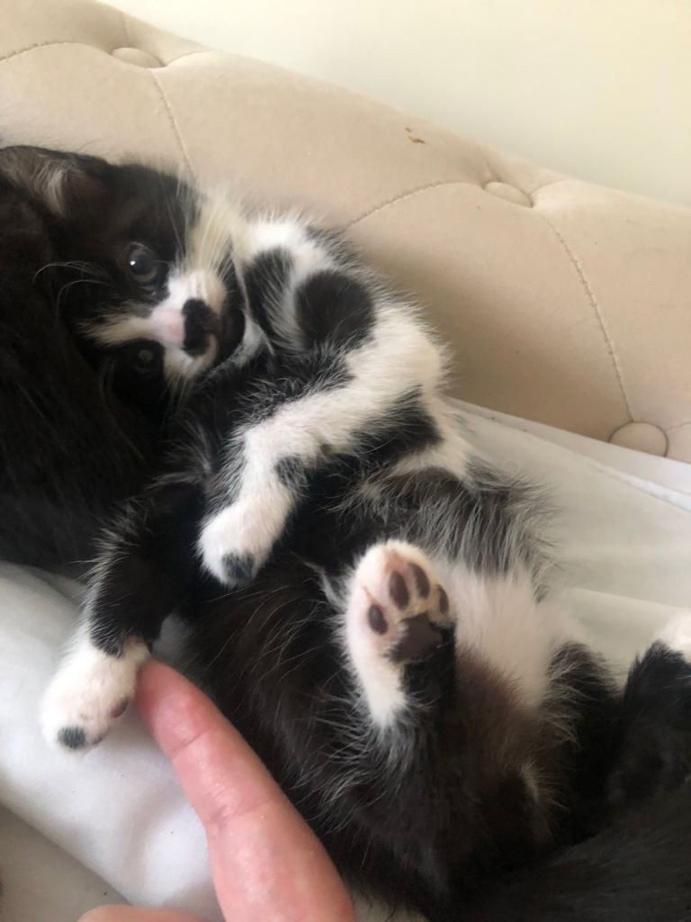 Kitten for sale
