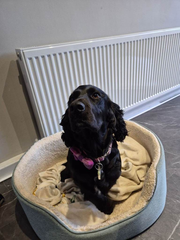 3 Year old Cocker Spaniel Girl