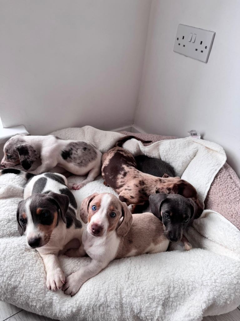 Miniature dachshund