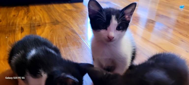 Kittens