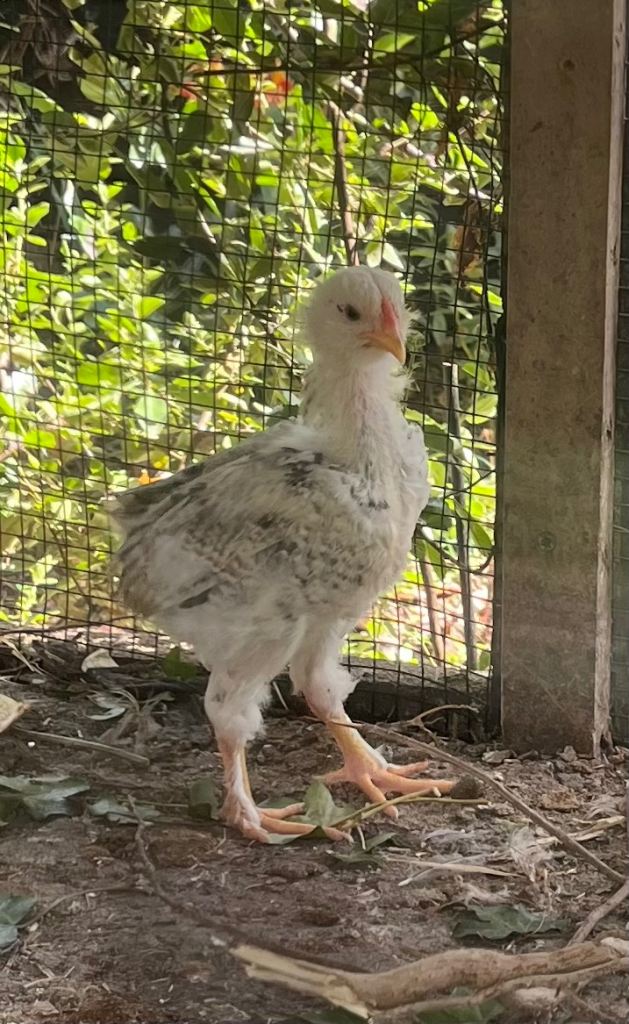 Baby Cockerel for sale