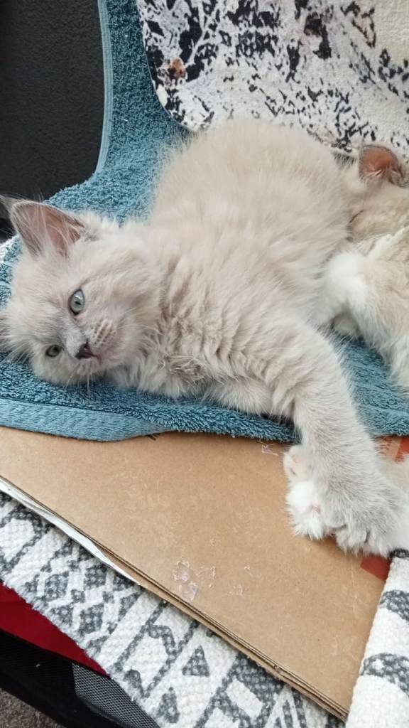 Ragdoll Kittens