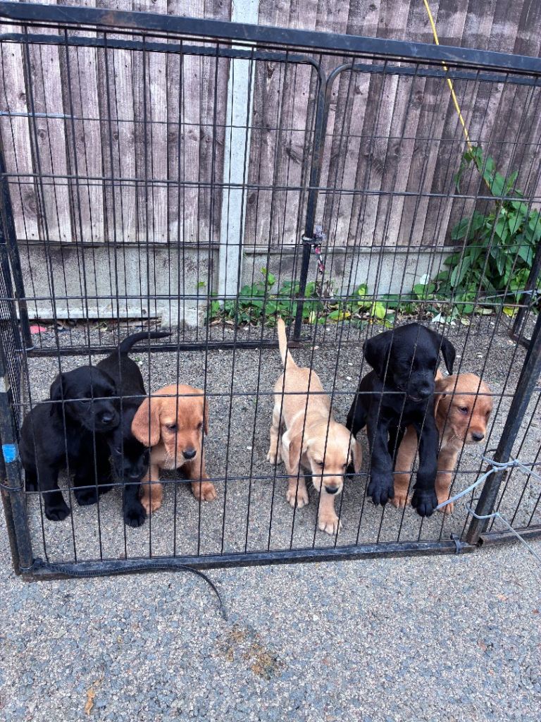 Labrador puppys