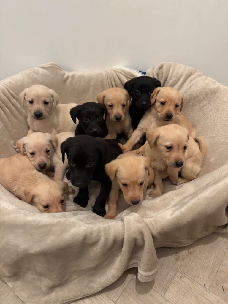 Labrador puppies mom
