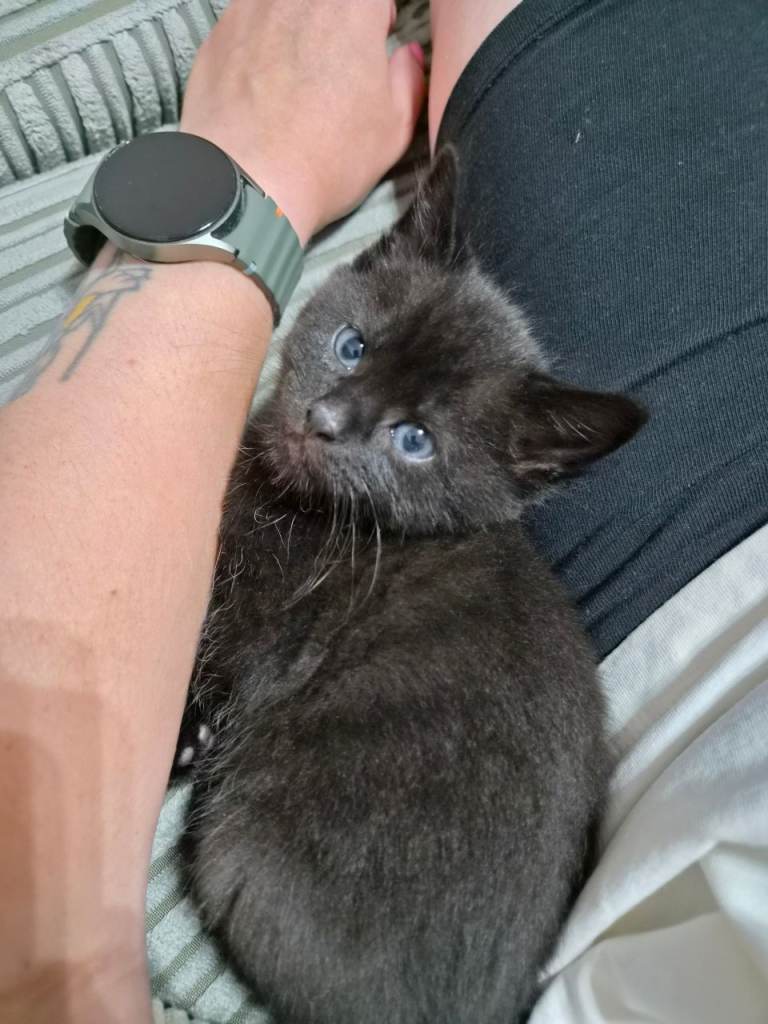 Sstc 🐾 LAST LITTLE BOY KITTEN LOOKING FOR HIS FOREVER HOME 🐾