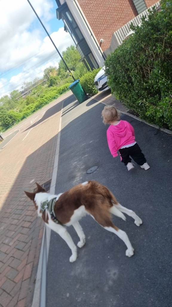 Border collie 