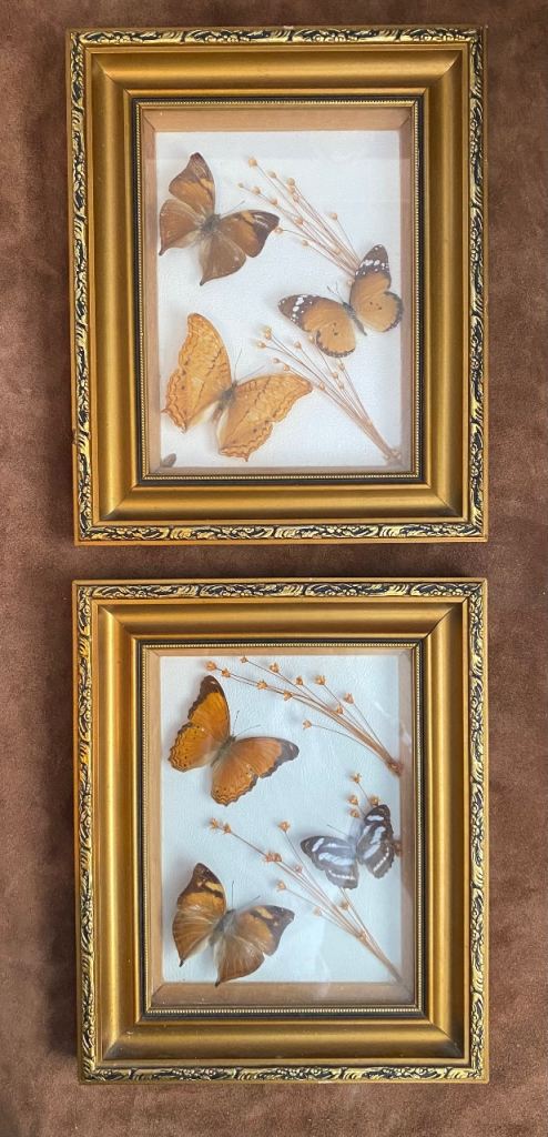 Framed Butterfly Displays x 2 – Gold Frames, Good Condition