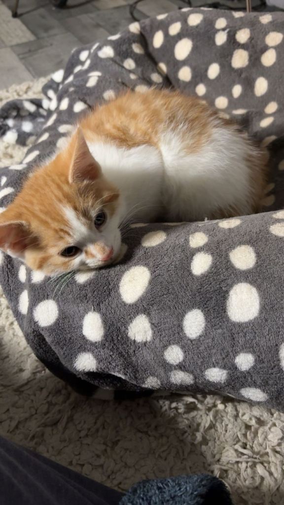 X2 Ginger kittens - Ready to leave!