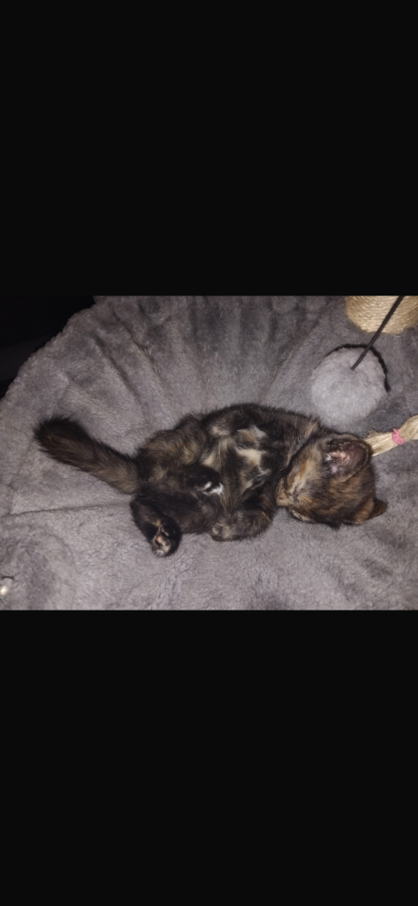 5 Beautiful Kittens REDUCED