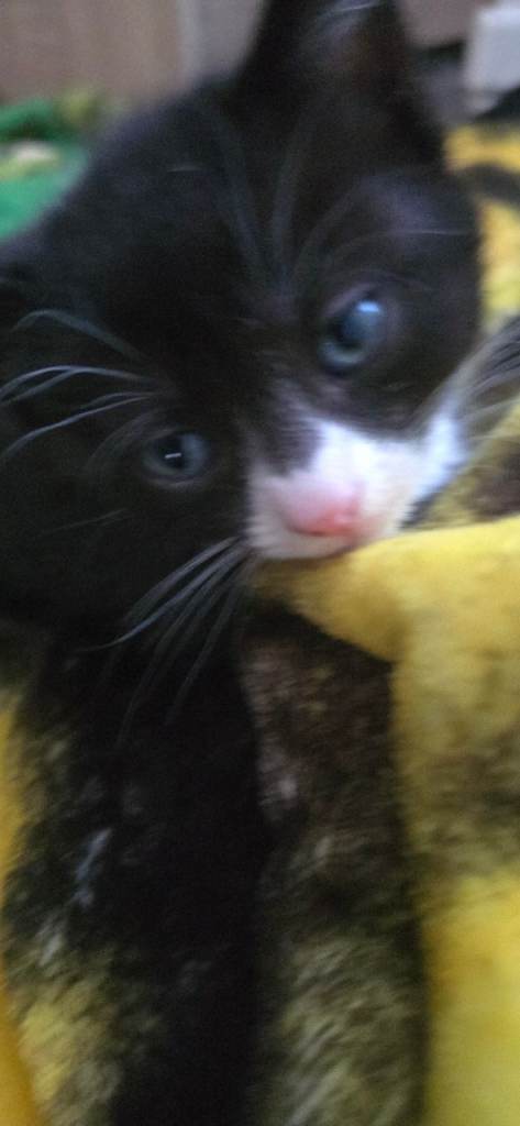 2playful kittens,