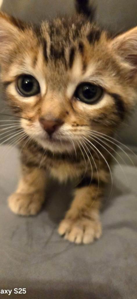 Cute kitten.