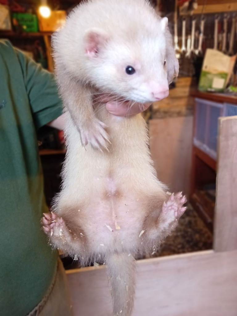 Ferret 