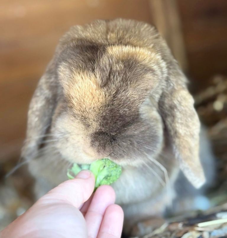 Two mini lop adult girls 