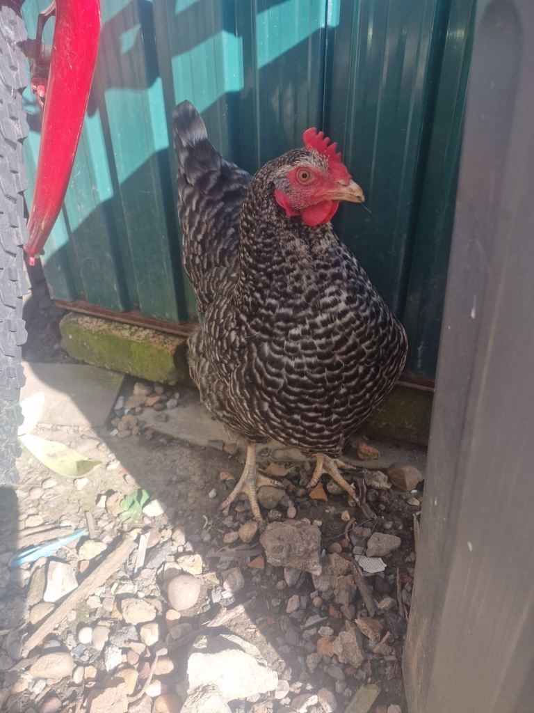 Female chickens 