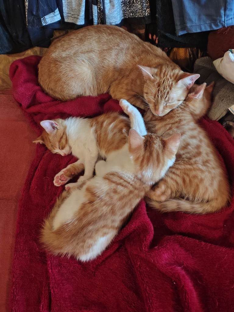 Three kittens available now (2 girls and one boy)