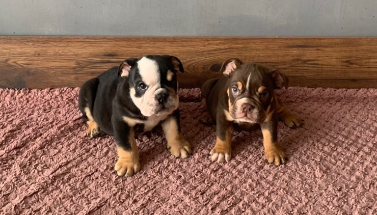🔥 NEXT-LEVEL BRITISH BULLDOGS – ROYAL BLOODLINES & UNREAL LOOKS 🔥