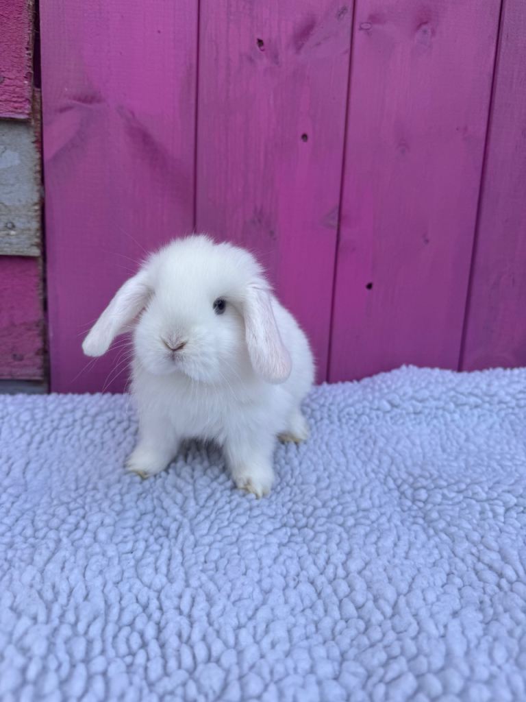 Pedigree Mini Lop Babies 