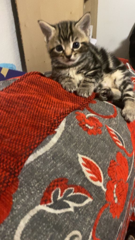Adorable 10Week-Old Brown, white,grey Tabby Kittens Ready for a New Home