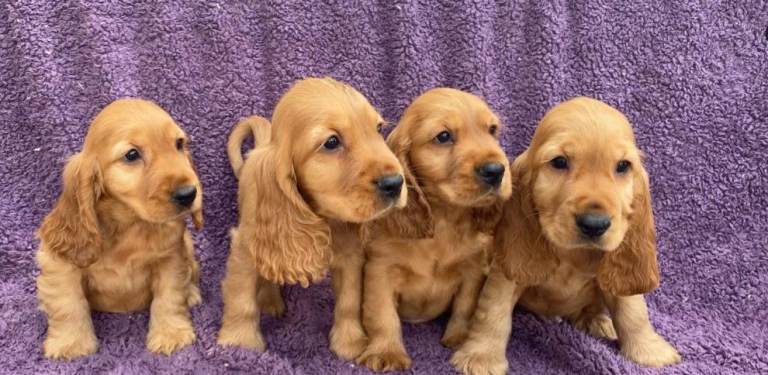 HEALTH CHECKED DNA TESTED SHOW TYPE PUPPIES 