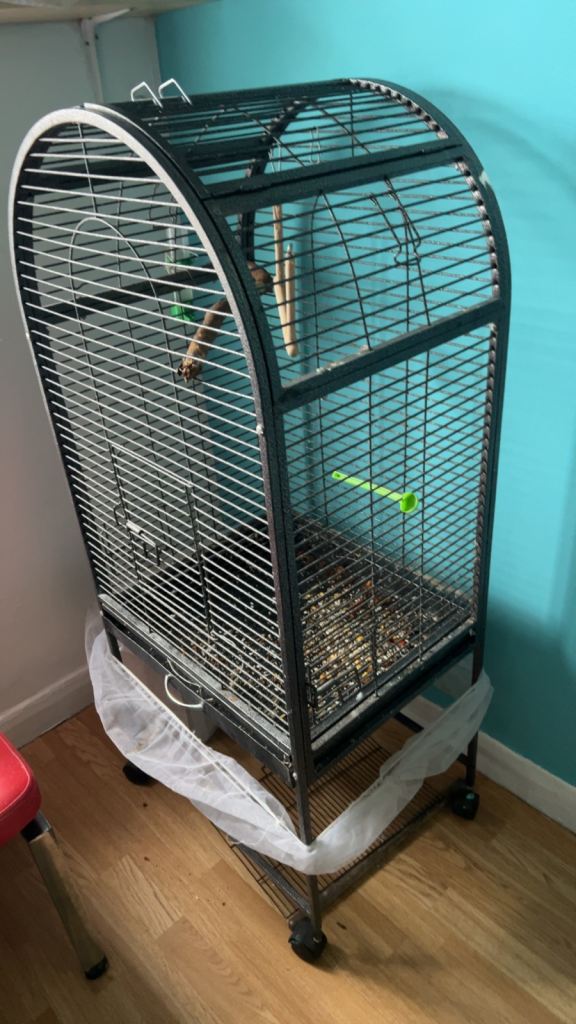 Bird cage 