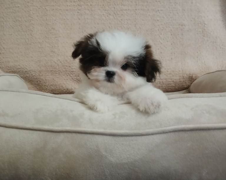 Shih tzu / Maltese Mix Puppies