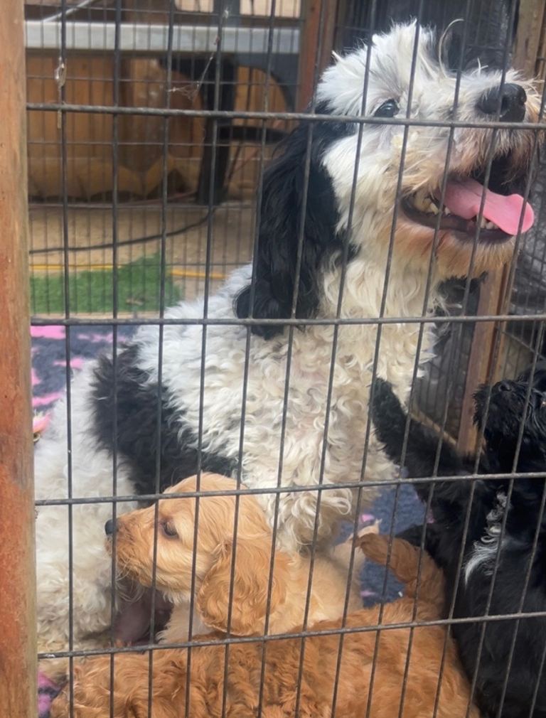 ***Beautiful cockapoo puppies *** | in Maldon, Essex | Gumtree