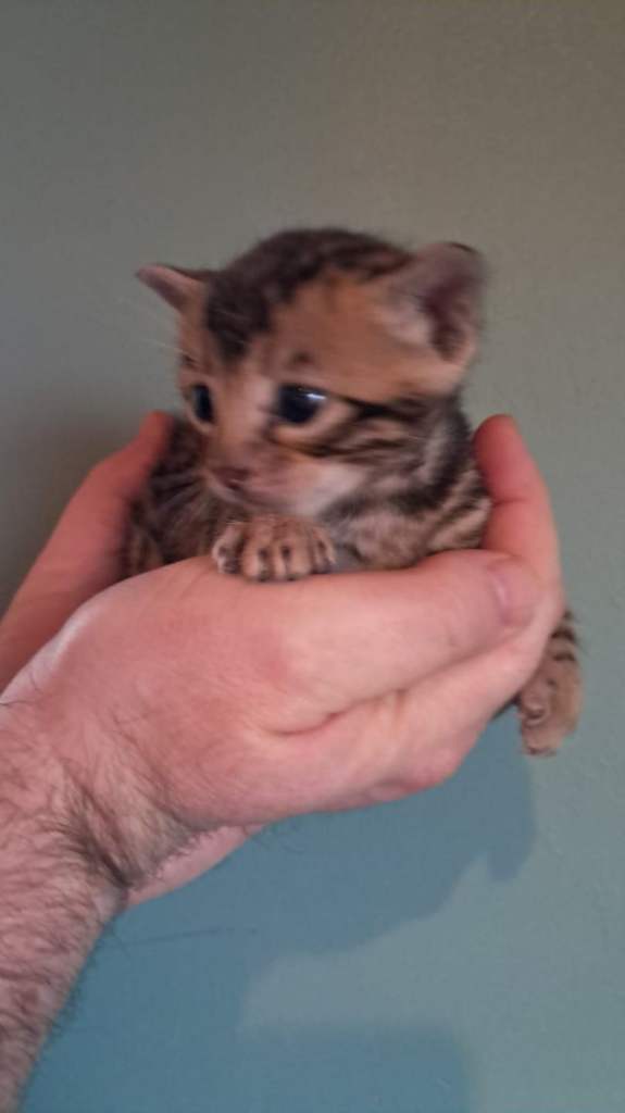 Half bengal cats