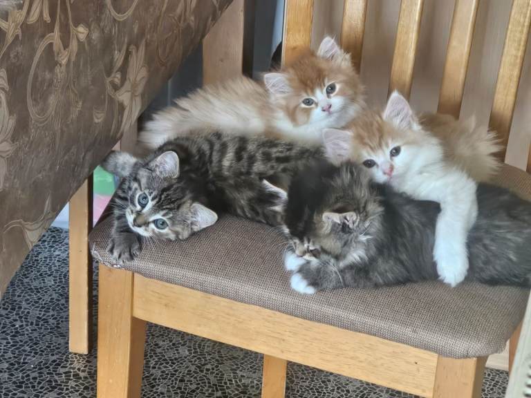 Mix Ragdoll kittens 