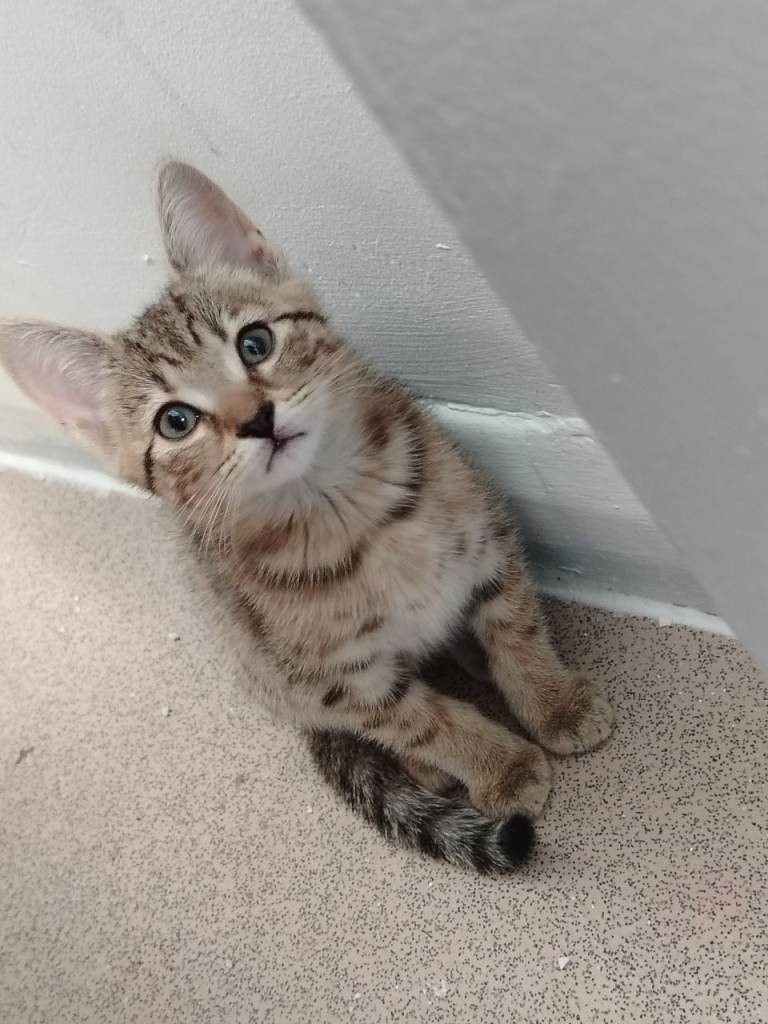 Kittens 9 weeks old  bengal cross 