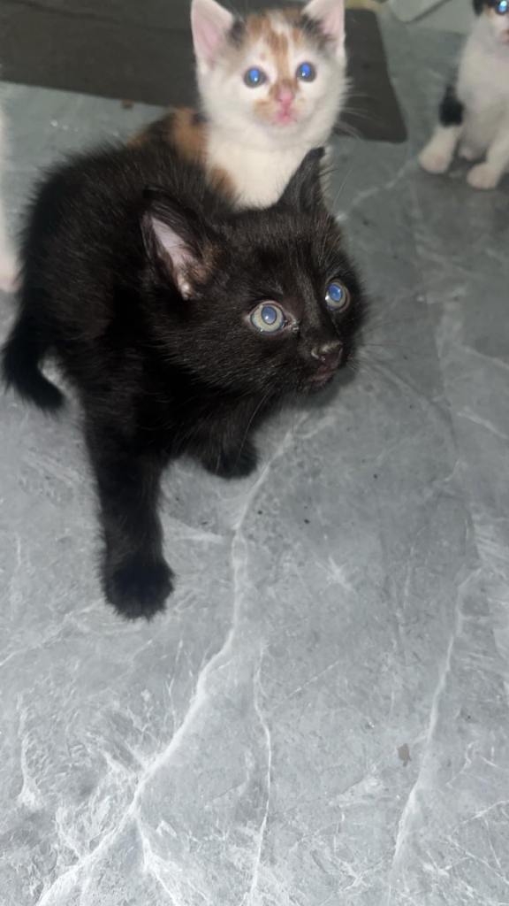 2 kittens 