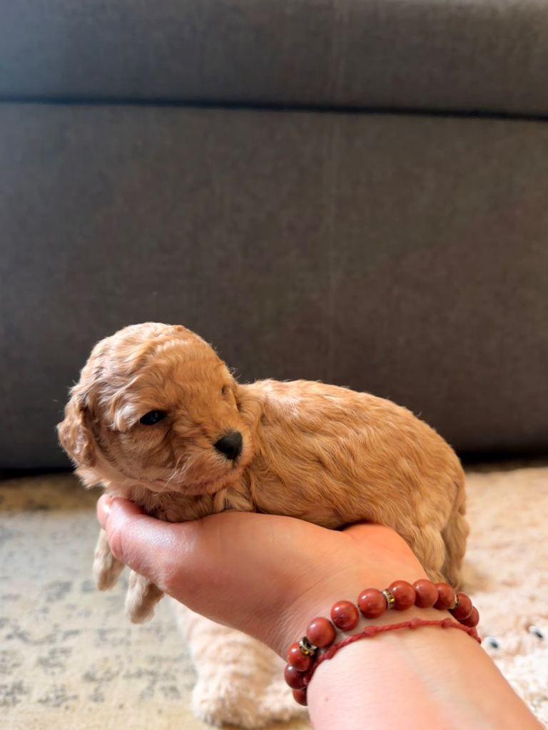 Stunning Miniature poodles 