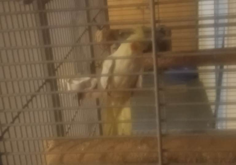 Cockatiel bird with large cage