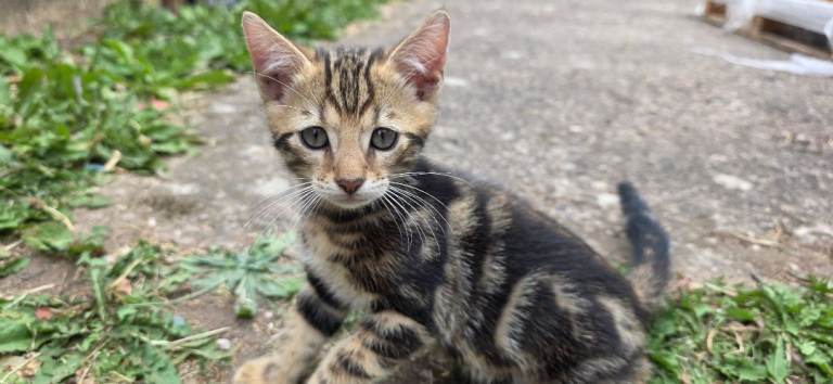  Bengal kittens available now.